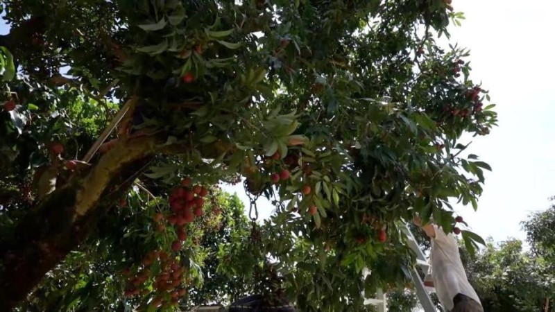 新华视点丨从销售突围到产业升级——荔枝“大年”里的漳州实践
