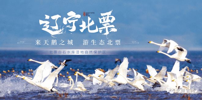 北票天鹅季旅游攻略 · 观赏篇 ｜ 叮咚~看天鹅攻略 天鹅的“家”都在这了