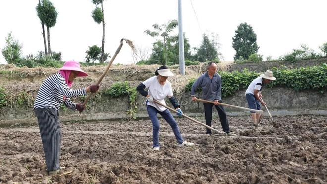 达州通川：抢抓晚秋生产“黄金期”，6.1万亩作物栽播有序推进