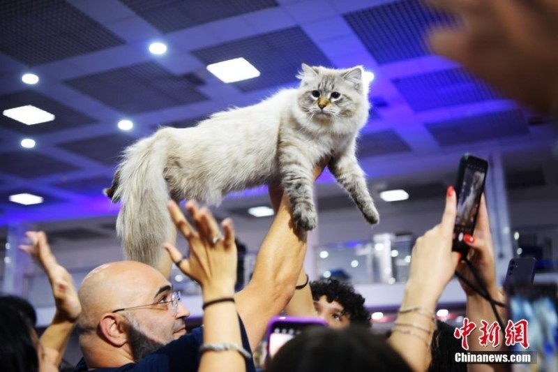 巴西:20个品种近两百位宠物猫“选美”