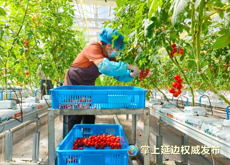 龙井：智慧农旅云端融合 红韵凝心共筑边城